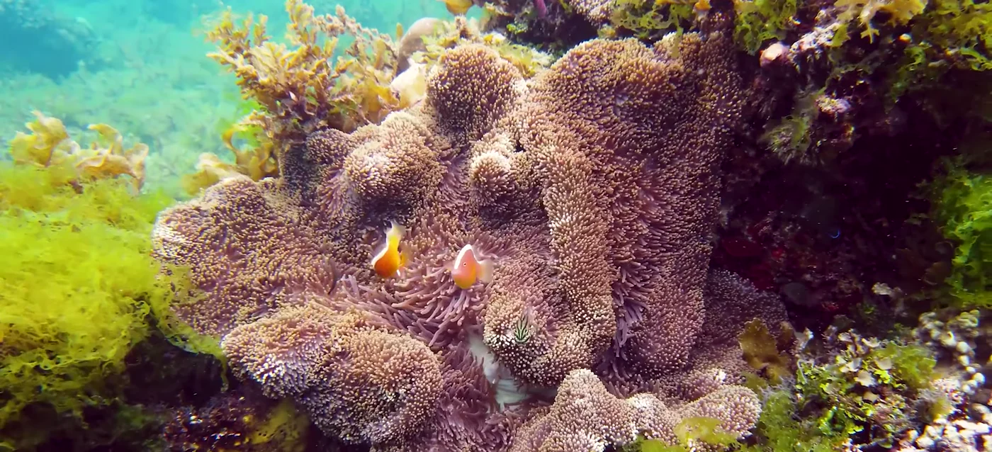 Snorkelling the 4 Islands